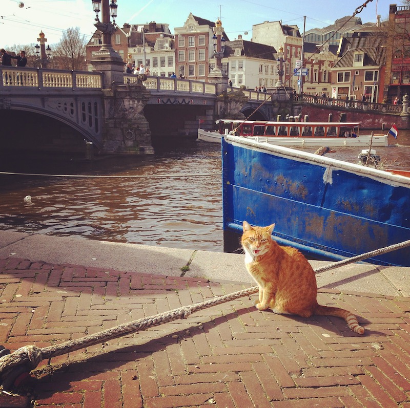 gatto